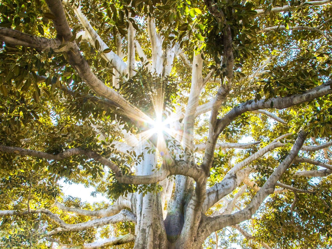 Warmes Sonnenlicht durch Blätter — Bild für körperliches Loslassen und Wärme